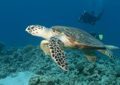 JordaniaEnricD (60)